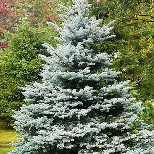 Ель привитая Agro-Market 2-х летняя голубая колючая Fat Albert С2 высота 20-25 см 187443 1 саженец в упаковке - фото 1