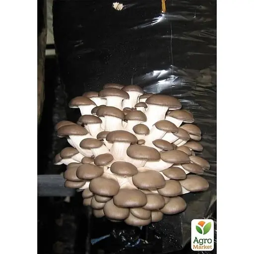 Грибний блок "Глива" розмір 75*25см, вага 8кг (105374) - фото 4