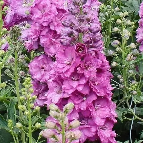 Дельфініум гігантський "Astolat" (тихоокеанський) (189499) 1 саженец - фото 1