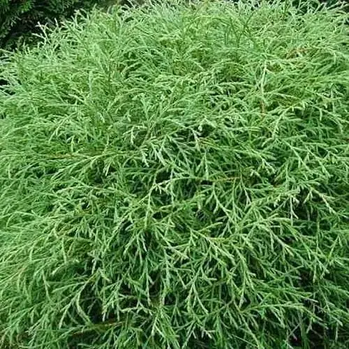 Туя западная Mr. Bowling Ball (вазон Р9, высота 10-20 см) (189682) 1 саженец в упаковке - фото 1