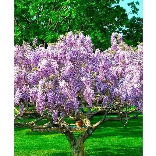 Глициния 3-х летняя японская "Иссаи" (Wisteria chinensis Issai) С2 высота саженца 60-100см (185367) 1 саженец Нидерланды - фото 1