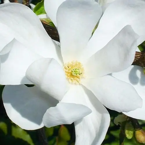 Магнолія Лебнера 3-річна "Merrill" (висота 40-60см) (187622) 1 саженец - фото 2