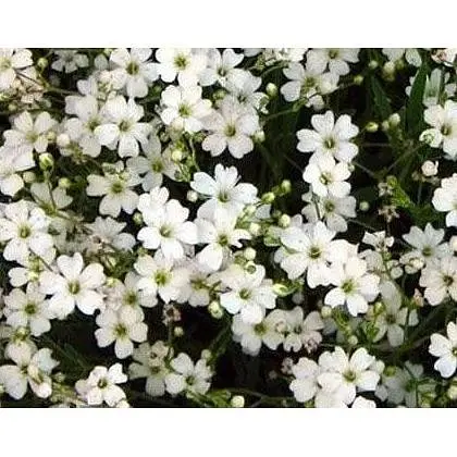 Гипсофила белая Весна 0.4г (12713) - фото 1