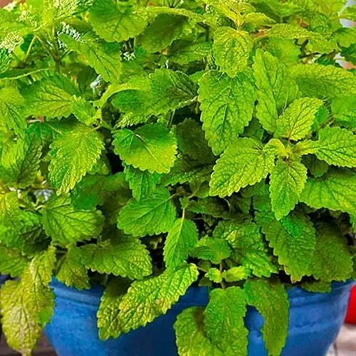 Меліса лікарська "Мілана" (Зіпер) ТМ "Весна" 0.5г (177210) - фото 1