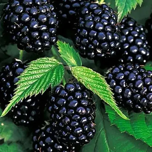 Ежевика среднепоздняя Agro-Market "Агавам" (выносливый и неприхотливый сорт американской селекции) (189674) 1 саженец в упаковке - фото 1