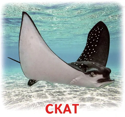 Жителі морів та океанів. Роздавальні картки - фото 2