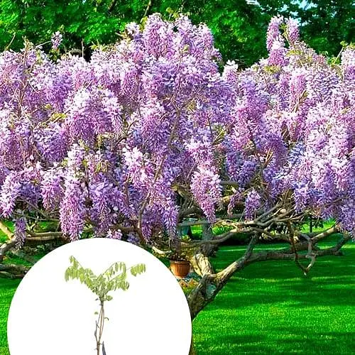 Глициния 3-х летняя японская "Иссаи" (Wisteria chinensis Issai) С2 высота саженца 60-100см (185367) 1 саженец Нидерланды - фото 3