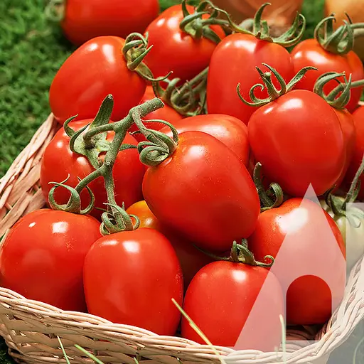 Томат Садиба Новачок 5 г 