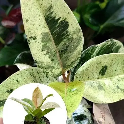 LMTD Фікус Agro-Market Еластика Moonshine 30-40 см колекційний сорт (185025) 1 саджанець в упаковці (кімнатний) Нідерланди - фото 2