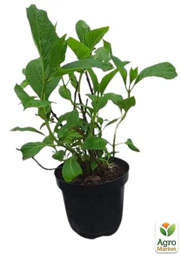 Гортензія крупнолиста 2-х річна "Princess Diana" висота саджанця 20-40см (93223) 1 саженец - фото 2