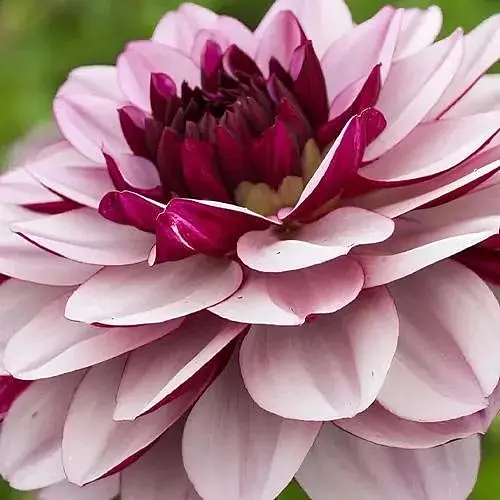 Жоржина "Creme de Cassis" (189895) 1 шт - фото 1