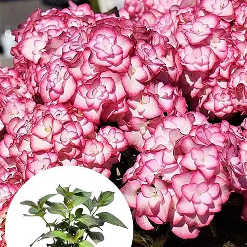 Гортензія крупнолиста 2-річна "You & Me- Miss Saori" висота саджанця 25-45см (186191) 1 саженец - фото 3