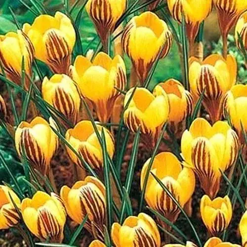 Крокус ботанический "Gipsy Girl" 5 шт (17214) - фото 1