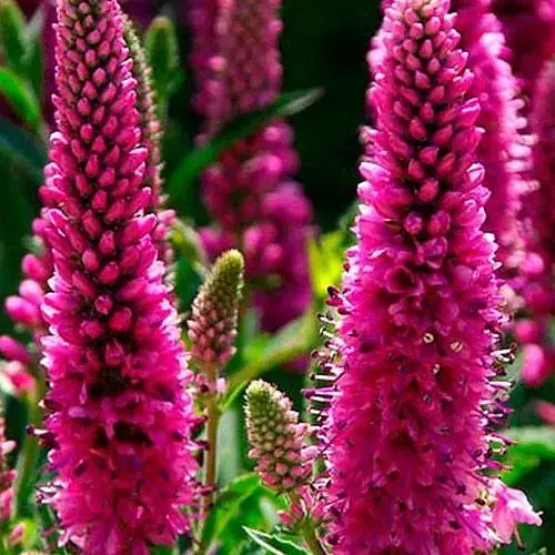 Вероника Колосистая "Red Fox" (189455) 1 саженец - фото 1