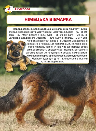 Енциклопедія. Собаки - фото 5