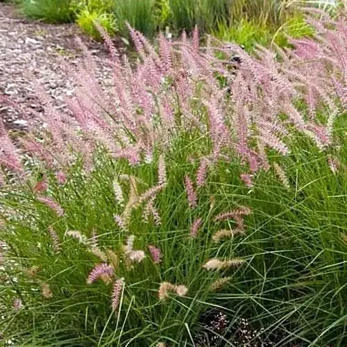 Пеннисетум восточный Agro-Market lamingo С2 (189791) 1 саженец в упаковке - фото 1