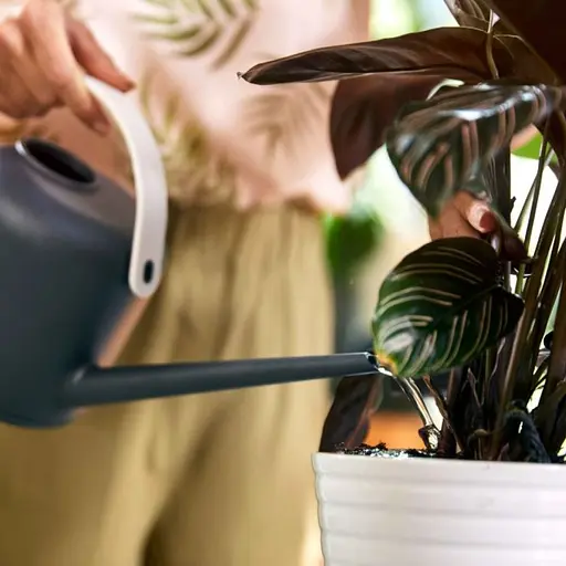 Жидкое удобрение для зеленых растений COMPO 0.5 л - фото 10