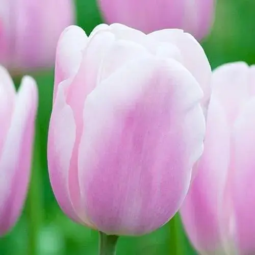 Тюльпан "Synaeda Amor" (186314) 2 шт - фото 1