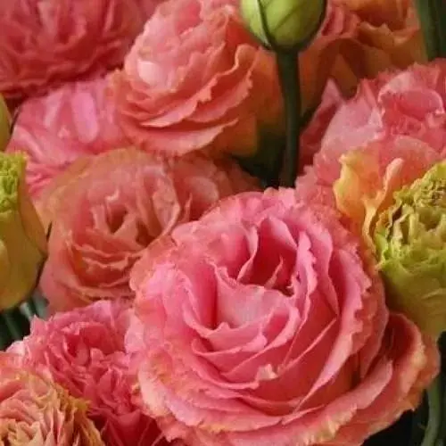 Эустома махровая "Borealis Apricot" укоренена в контейнере Р9 (51988) 1 саженец - фото 1