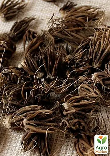 Лютики (Ранункулюс) "Violet" (размер 5/6, большой) (155964) 5 шт - фото 2