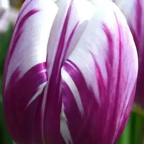 Тюльпан "Flaming Flag" (186304) 2 шт - фото 1