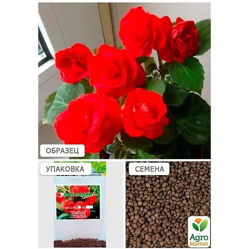 Бальзамин махровый красный (Зипер) Весна 1г (12113) - фото 2