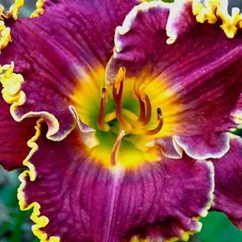 Лилейник "Mulberry Freeze" (сортовой укорененный в контейнере С1,2) (186029) 1 саженец - фото 1