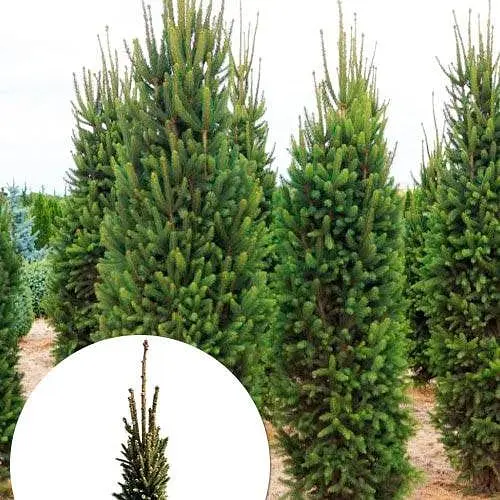 Ель обыкновенная Agro-Market Cupressina ком/сетка высота 150-170 см 185192 1 саженец в упаковке - фото 1