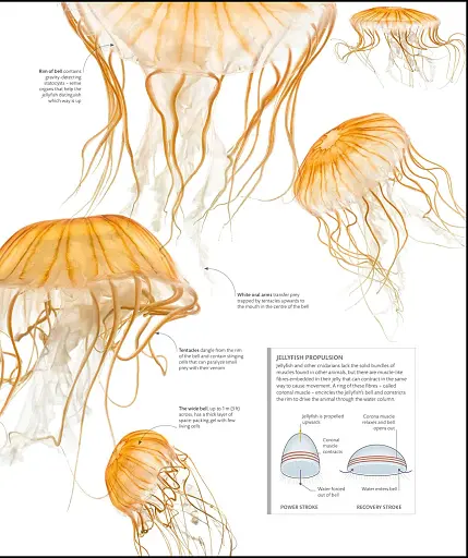 The Science of Animals - фото 16