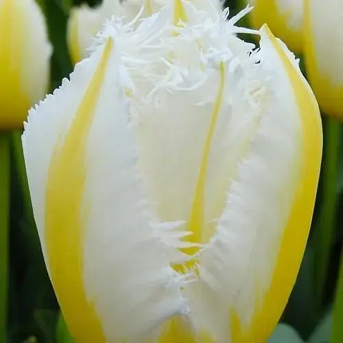 Тюльпан "Lemon Beauty" (186259) 2 шт - фото 1