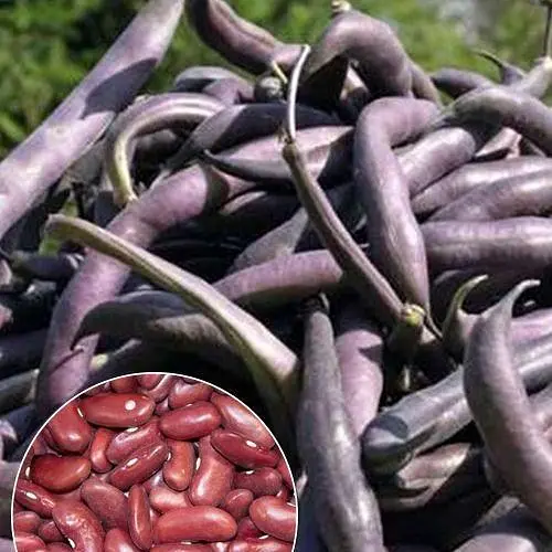 Фасоль "Огненно красная" ТМ "Весна" 15г (22313) - фото 1