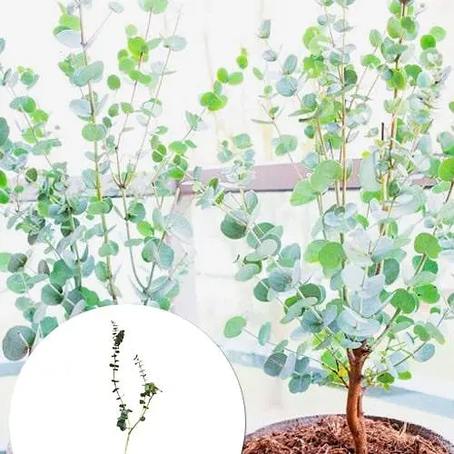 Евкаліпт кімнатний "Silver drop" 2х річний саджанець висота 40-50см (62279) 1 саджанець - фото 4