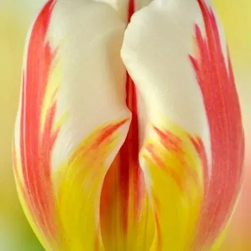 Тюльпан "Carnaval de Rio" (186300) 2 шт - фото 1