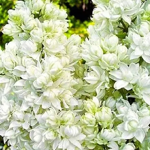 Сирень 2-летняя белая Леся Украинка, С1.5 (155559) 1 саженец в упаковке - фото 1