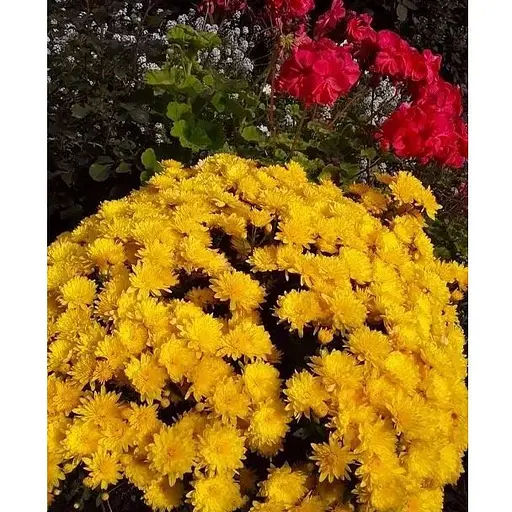 Хризантема Садова Yellow Mamount (висота 30-50см) (62876) 1 саженец - фото 1