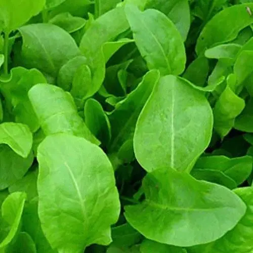 Щавель Весна Широколистий (у банці) Органік 5г (44925) - фото 2