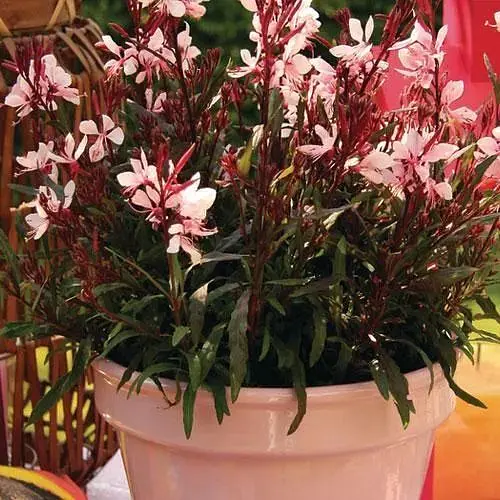 Гаура lindheimeri "Medium Pink" (вазон С1.5 ефектний багаторічник) (189495) 1 саженец - фото 1