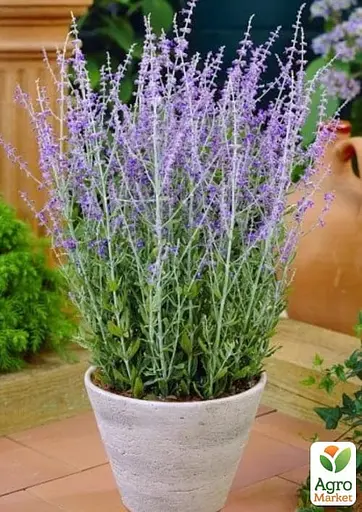 Перовскія лебедолистна "Blue Spire" вазон С2 (183706) 1 саджанець - фото 2