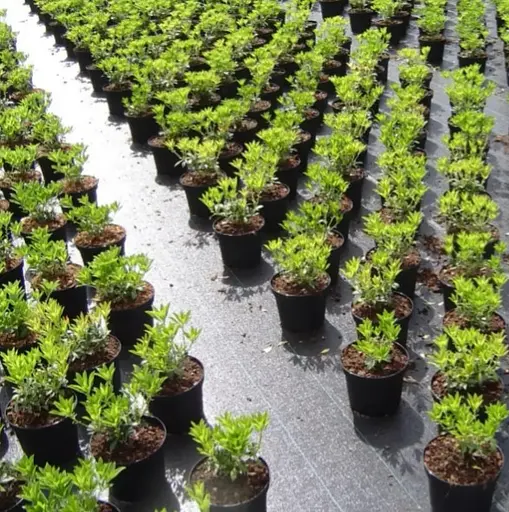 Агротканина Shadow Delux 120 г/м² 1.6 x 50 м (АТЧД00016) - фото 4