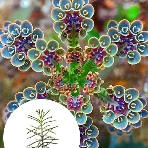 Каланхое трубчатое (52496) 1 саженец (комнатный) Нидерланды - фото 3