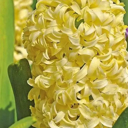 Гиацинт "City of Haarlem" (размер 14/15, большой) 2 шт (17238) - фото 1