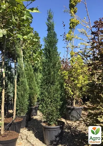 Купресосоціпаріс Лейланда "Blue Jeans" С3 висота 50-70см (183889) 1 саджанець - фото 3