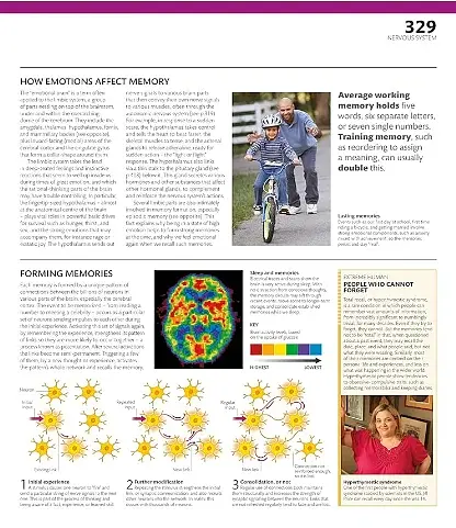 The Definitive Visual Guide: Complete Human Body - фото 10