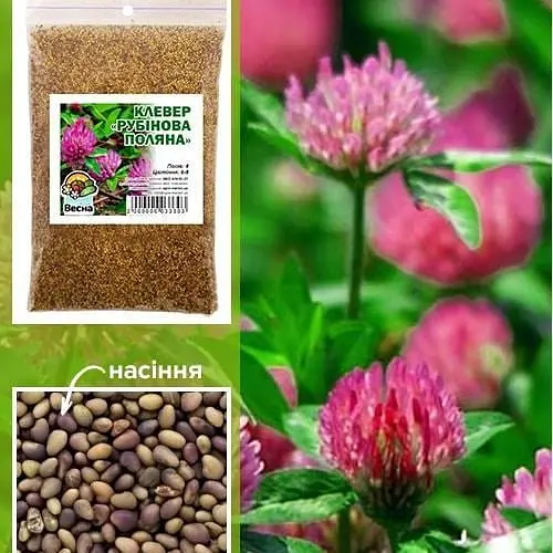 Конюшина "Рубінова поляна" 100г (19322) - фото 1