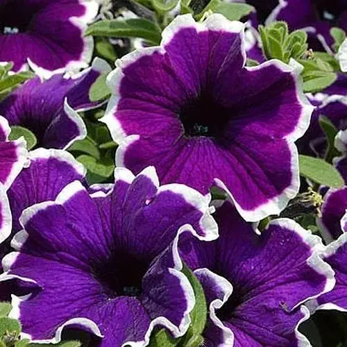 Петунія Picoty "Frost Velvet" (контейнер №10 висота 10-15см) (50375) 1 саженец - фото 1