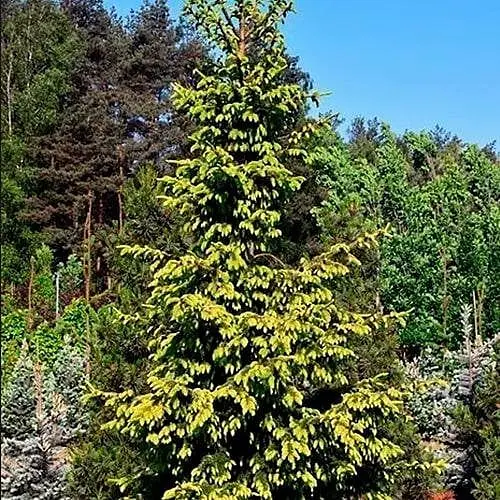 Ель сербская Agro-Market Aureа ком/сетка высота 140-160 см 188445 1 саженец в упаковке - фото 1