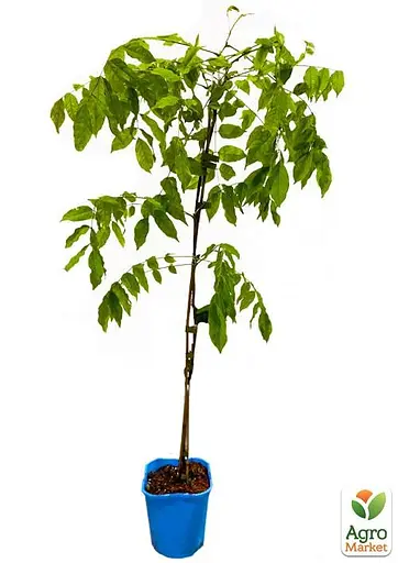 Глициния 4-летняя китайская "Созёрн Бел" (Wisteria chinensis Southern Belle) С2 высота саженца 60-100см (57025) 1 саженец - фото 3