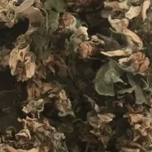 100 г груша цвіт сушений - свіжий урожай