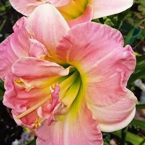 Лилейник "Lacy Doily" 1 шт (20843) - фото 1