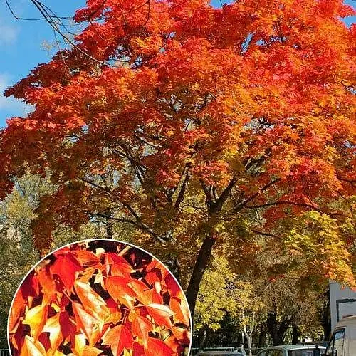 Клен 3-х летний Agro-Market Бургера Acer Buergerianum С1.5 высота 60-90см 189119 1 саженец в упаковке - фото 1